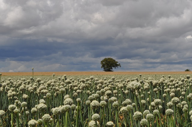 France Garlic Field