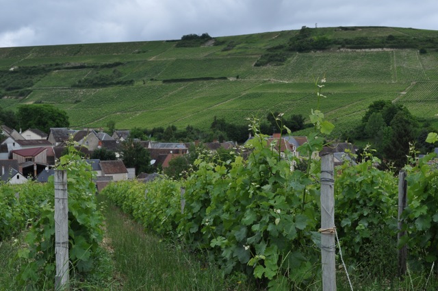 France Sancerre Vineyard