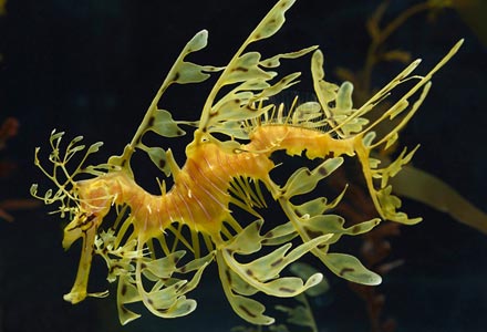 Sea Dragon